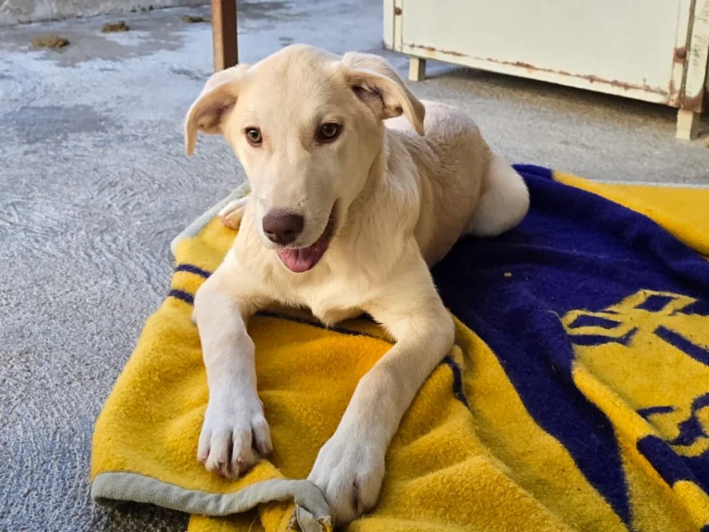 Kenba, female puppy Labrador Retriever for adoption at Tierschutzverein Furbys FellFreunde, Bornheim