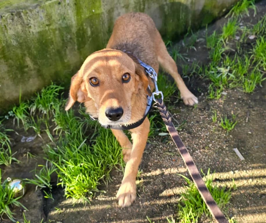Lilli, female Mixed Breed for adoption at Tierschutzverein Furbys FellFreunde, Bornheim