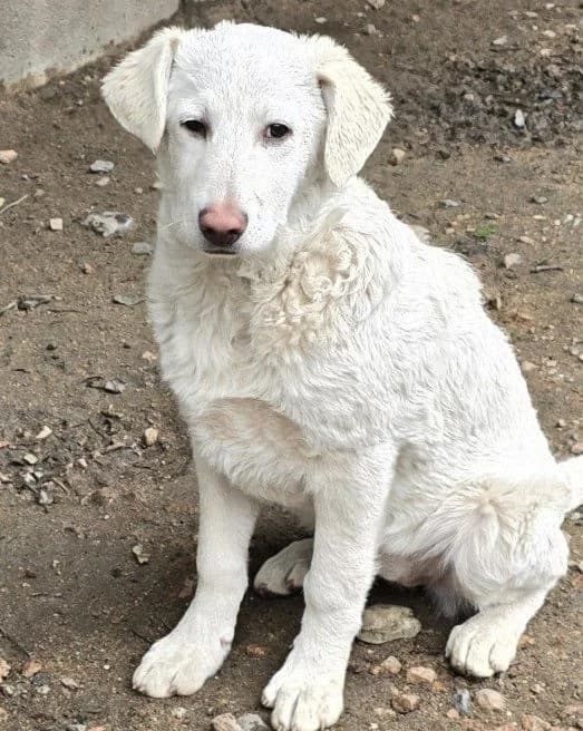 Clarissa, female puppy Labrador Retriever for adoption at Tierschutzverein Furbys FellFreunde, Bornheim