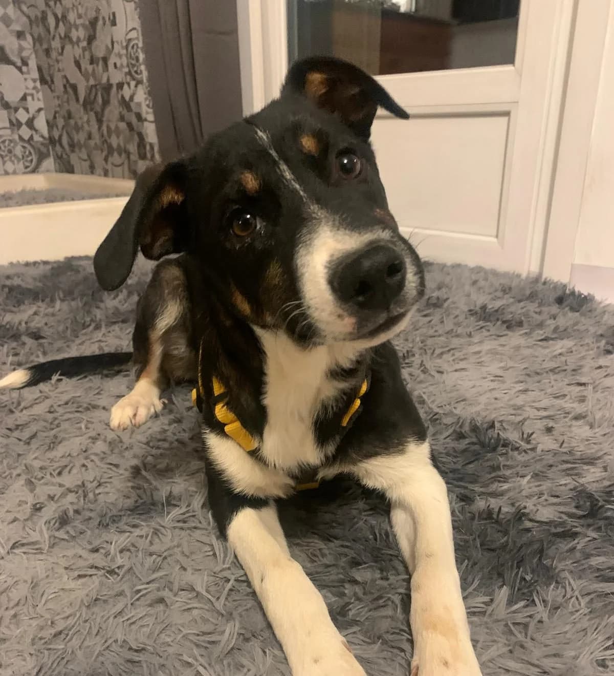 Zero, male Mixed Breed for adoption at Tierschutzverein Furbys FellFreunde, Bornheim