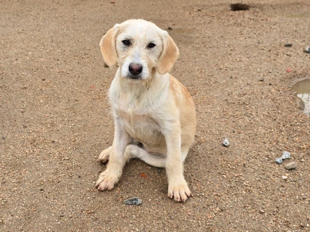 Cianbella, female puppy Labrador Retriever for adoption at Tierschutzverein Furbys FellFreunde, Bornheim