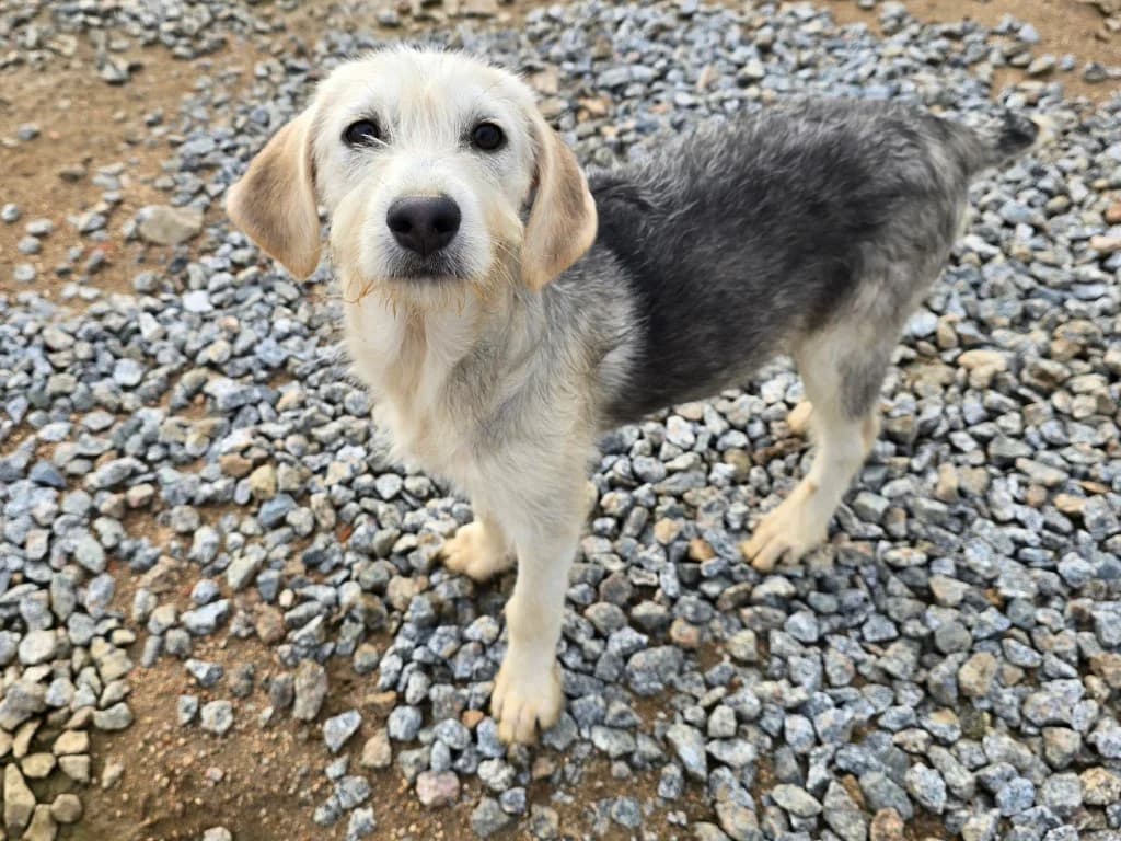 Cupcake, female puppy Labrador Retriever for adoption at Tierschutzverein Furbys FellFreunde, Bornheim