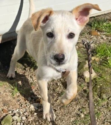 Festa, female puppy Labrador Retriever for adoption at Tierschutzverein Furbys FellFreunde, Bornheim