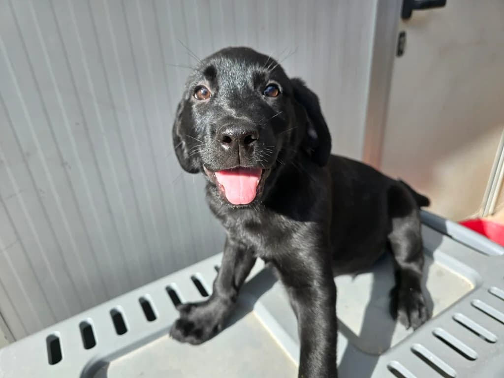 Spock, male puppy Labrador Retriever for adoption at Tierschutzverein Furbys FellFreunde, Bornheim