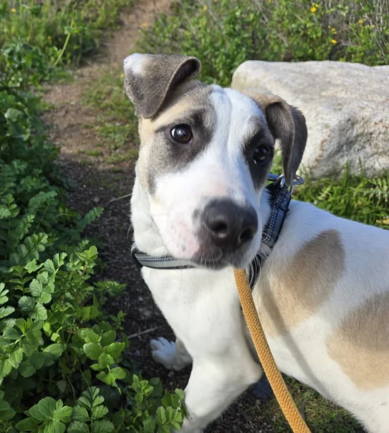 Nicoletta, female puppy Mixed Breed for adoption at Tierschutzverein Furbys FellFreunde, Bornheim