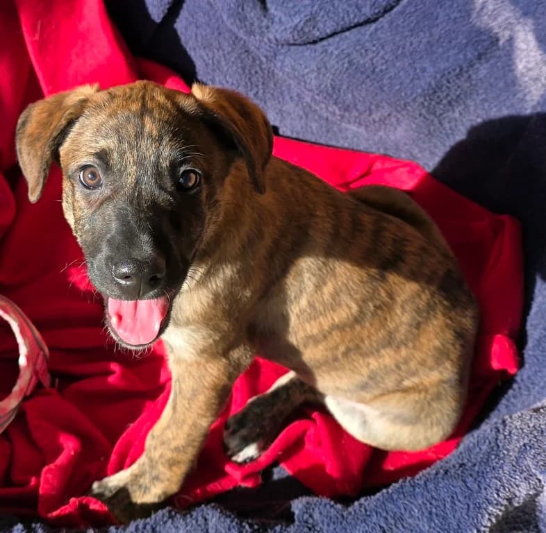 Ethan, male puppy Mixed Breed for adoption at Tierschutzverein Furbys FellFreunde, Bornheim