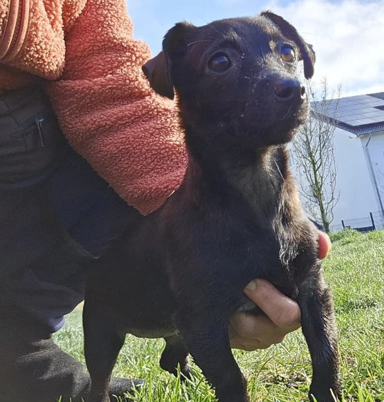 Leni, dunkelbraun female Mixed Breed for adoption at Tierschutzverein Furbys FellFreunde, Bornheim