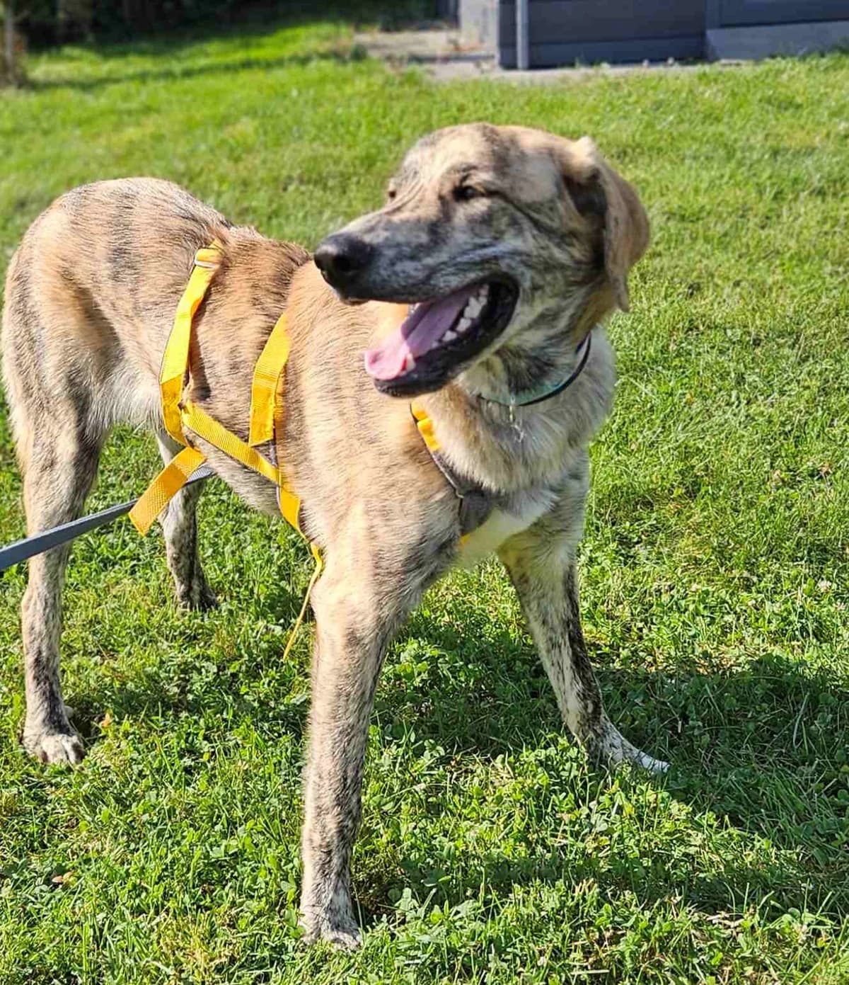 Draghino, male Mixed Breed for adoption at Tierschutzverein Furbys FellFreunde, Bornheim