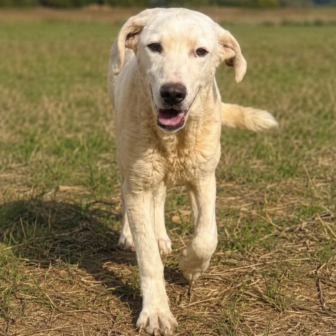 Bibo, male puppy Golden Retriever for adoption at Tierschutzverein Furbys FellFreunde, Bornheim