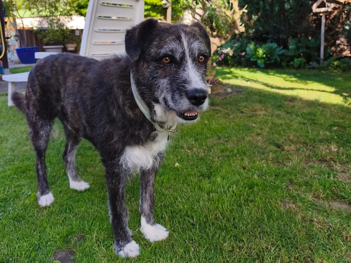 Luke, male senior Mixed Breed for adoption at Tierschutzverein Furbys FellFreunde, Bornheim