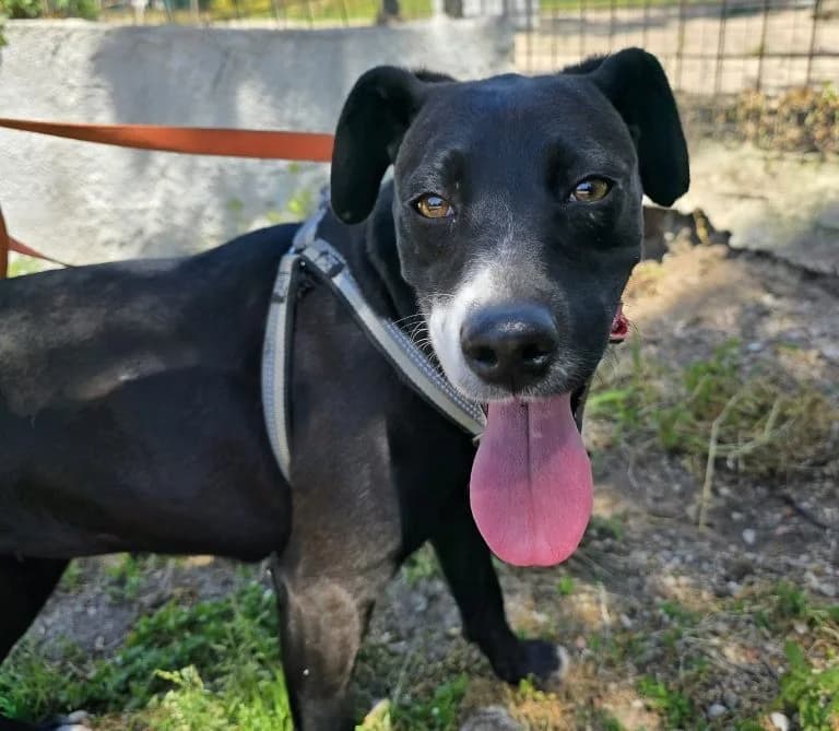 Brenda, female Labrador Retriever for adoption at Tierschutzverein Furbys FellFreunde, Bornheim