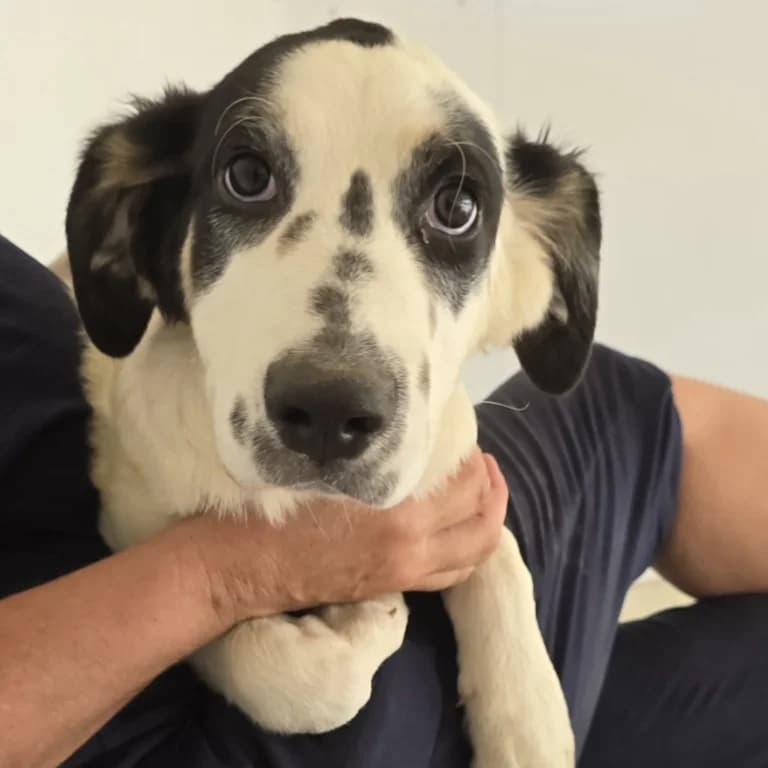 Jacco, male puppy Border Collie for adoption at Tierschutzverein Furbys FellFreunde, Bornheim