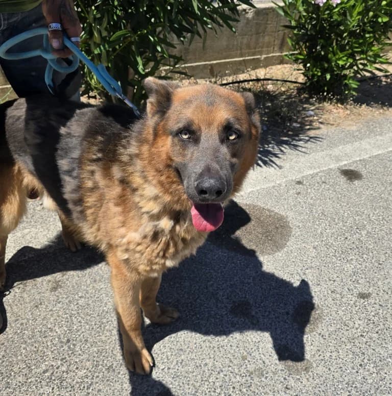 Ice, male puppy German Shepherd for adoption at Tierschutzverein Furbys FellFreunde, Bornheim
