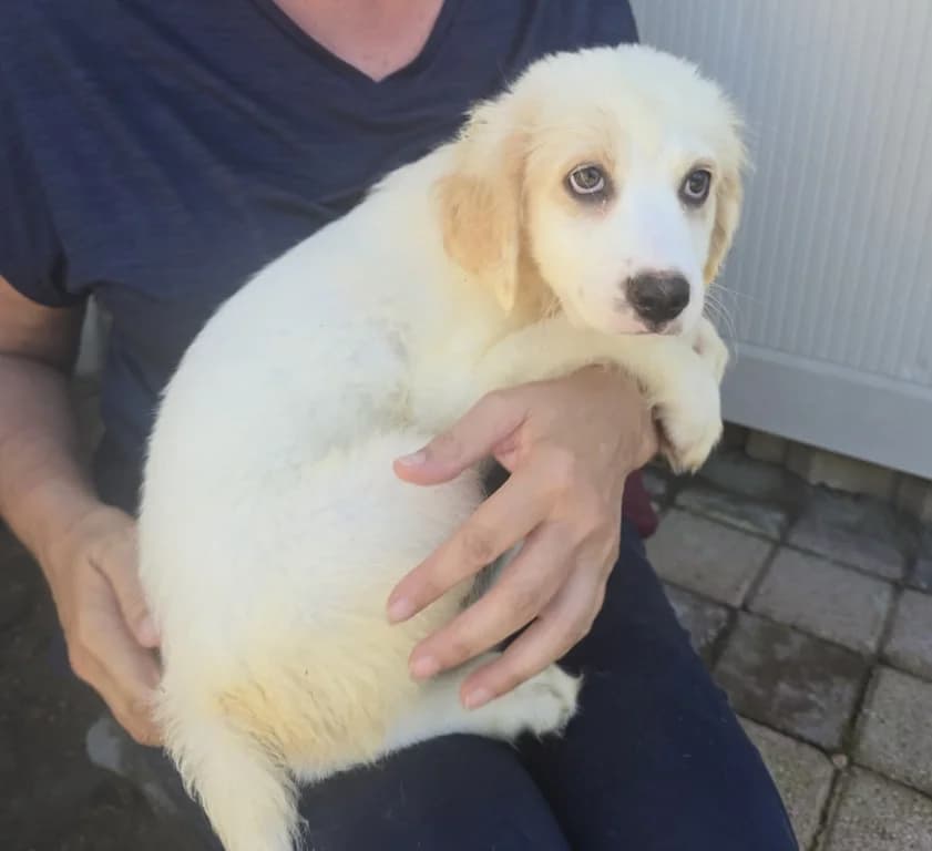 Rosalinda, weiร female puppy Labrador Retriever for adoption at Tierschutzverein Furbys FellFreunde, Bornheim