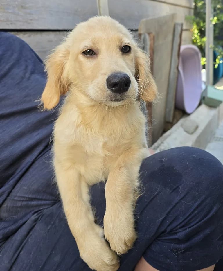 Primus, male puppy Labrador Retriever for adoption at Tierschutzverein Furbys FellFreunde, Bornheim