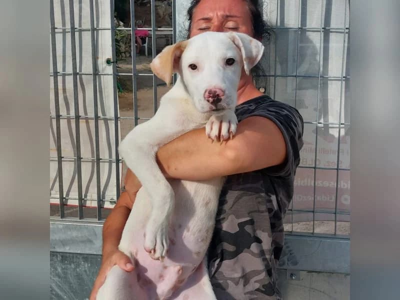 Ulisse, male Labrador Retriever for adoption at Tierschutzverein Furbys FellFreunde, Bornheim