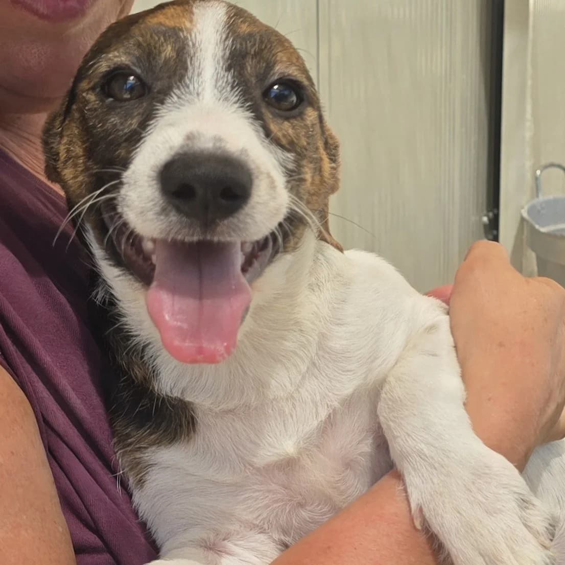 Picachu, male puppy Dachshund for adoption at Tierschutzverein Furbys FellFreunde, Bornheim