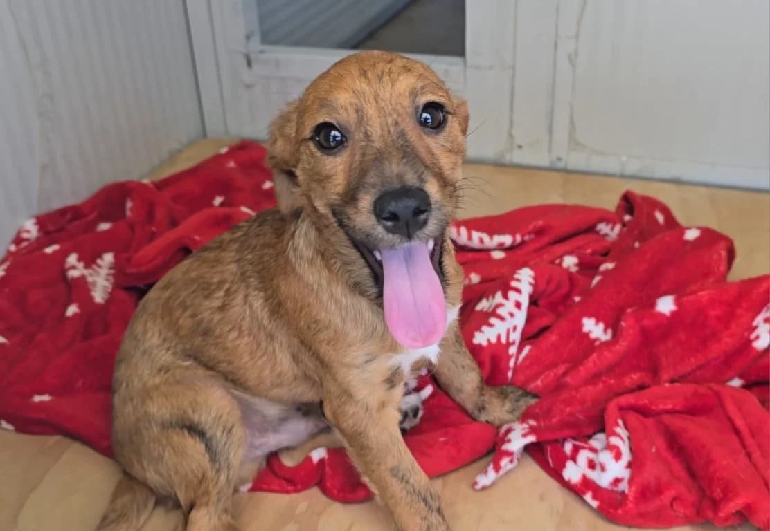 Picasso, male puppy Dachshund for adoption at Tierschutzverein Furbys FellFreunde, Bornheim