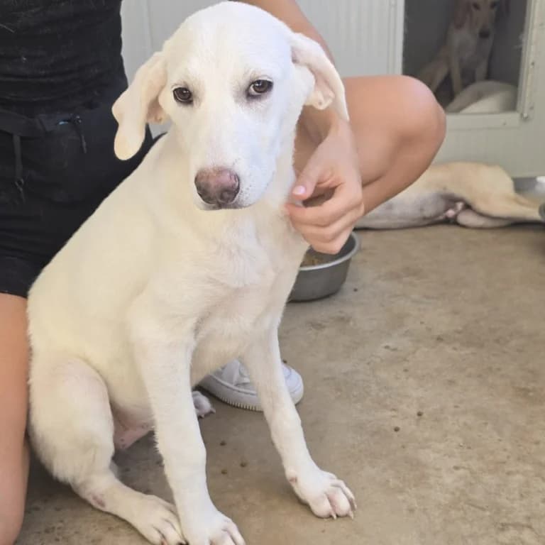 Foggia, female puppy Labrador Retriever for adoption at Tierschutzverein Furbys FellFreunde, Bornheim