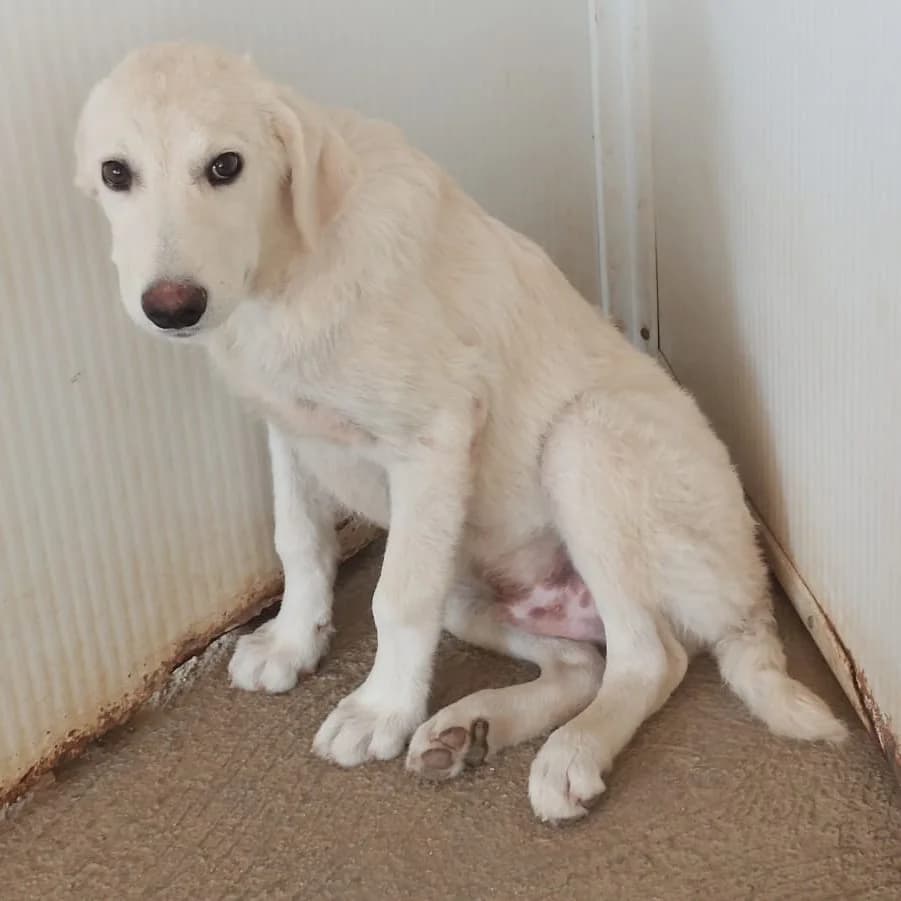 Faro, male puppy Labrador Retriever for adoption at Tierschutzverein Furbys FellFreunde, Bornheim