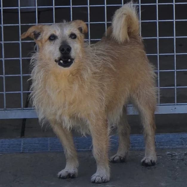 Iroso, male senior Yorkshire Terrier for adoption at Tierschutzverein Furbys FellFreunde, Bornheim