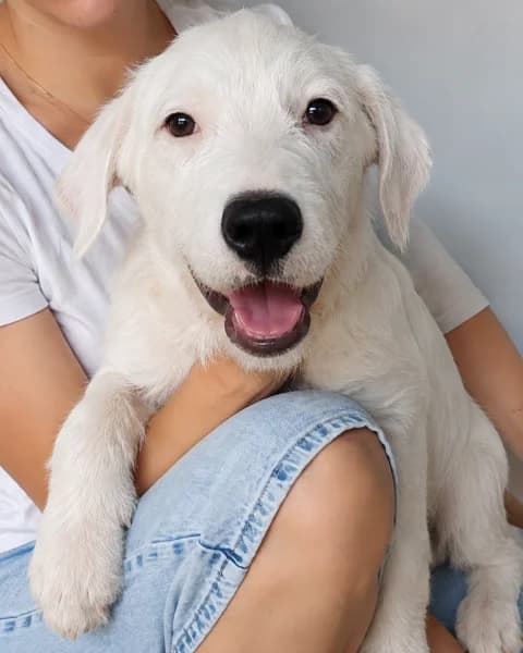Snowy, rot male mixed breed for adoption at Tierschutzverein Furbys FellFreunde, Bornheim