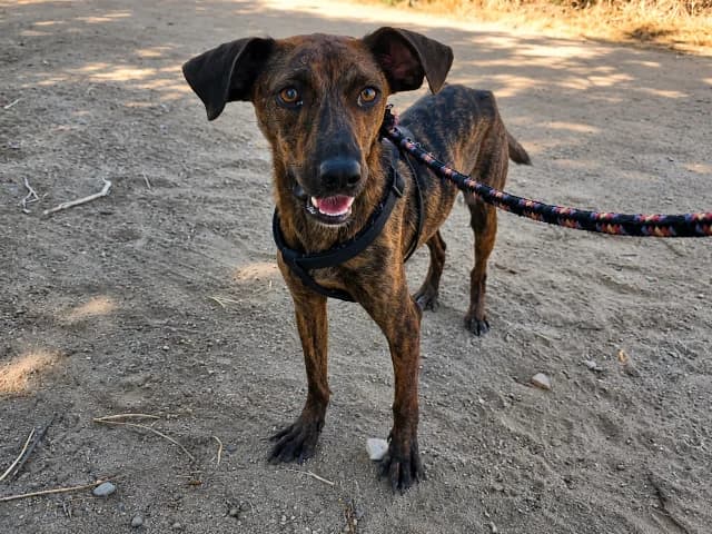 Primula, female Mixed Breed for adoption at Tierschutzverein Furbys FellFreunde, Bornheim