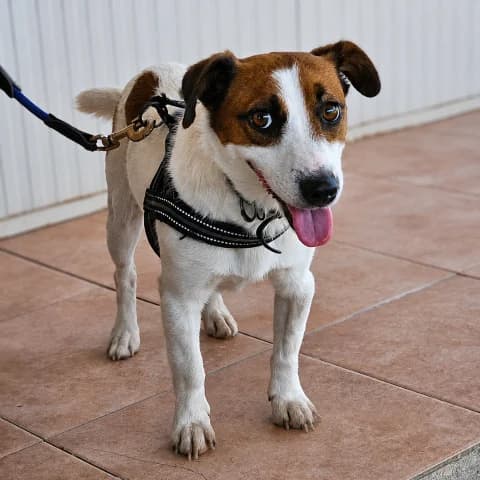 Cucciolino, male puppy Jack Russell Terrier for adoption at Tierschutzverein Furbys FellFreunde, Bornheim
