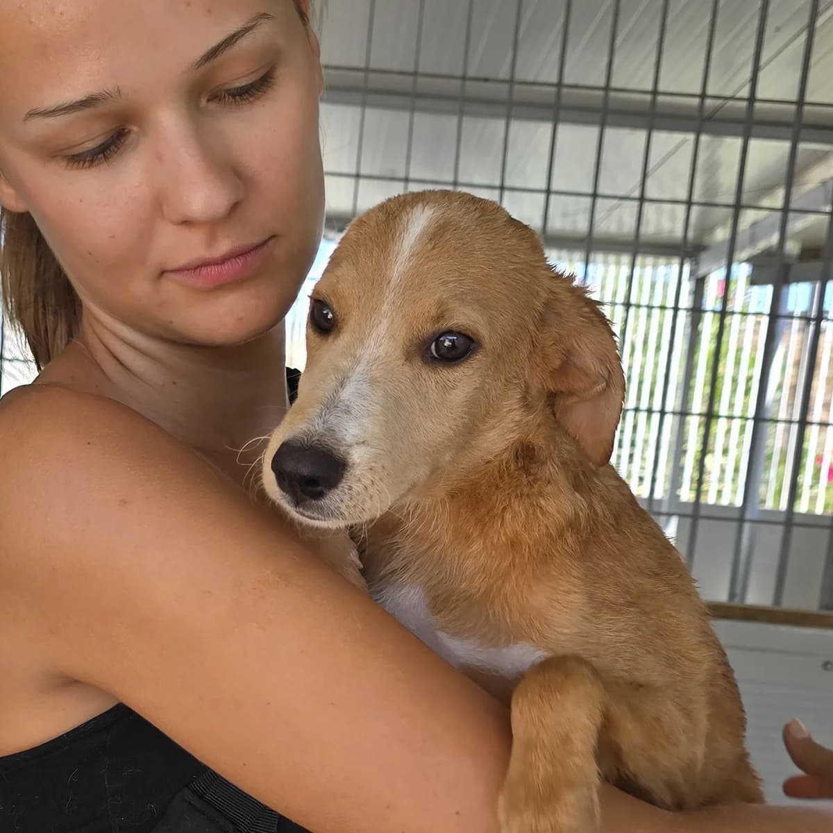 Paget, male puppy Labrador Retriever for adoption at Tierschutzverein Furbys FellFreunde, Bornheim