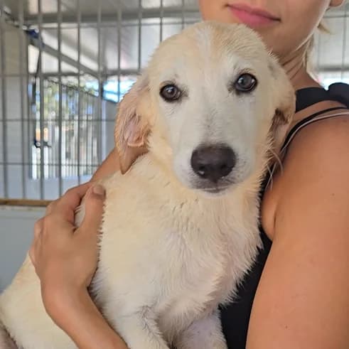 Polly, female puppy Labrador Retriever for adoption at Tierschutzverein Furbys FellFreunde, Bornheim