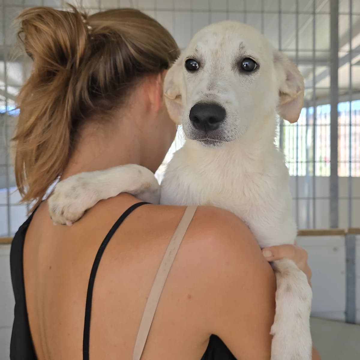Pickle, male puppy Labrador Retriever for adoption at Tierschutzverein Furbys FellFreunde, Bornheim