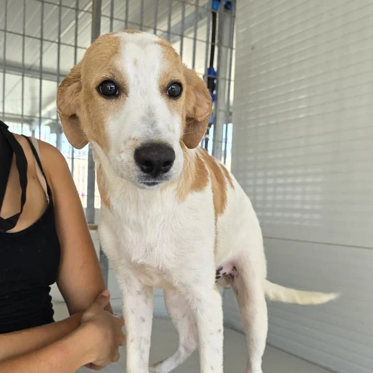 Pinto, male puppy Labrador Retriever for adoption at Tierschutzverein Furbys FellFreunde, Bornheim