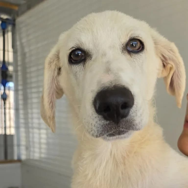 Min, male puppy Labrador Retriever for adoption at Tierschutzverein Furbys FellFreunde, Bornheim