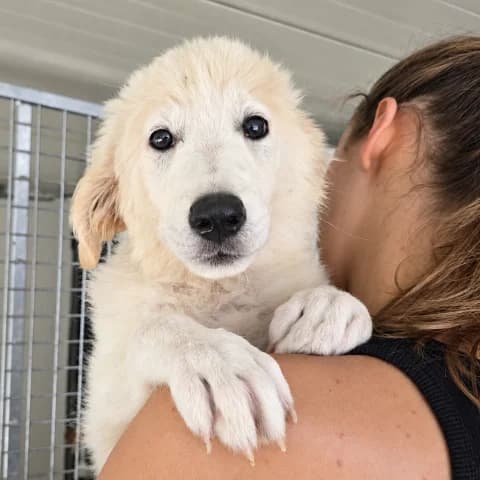 Bo, male puppy Mixed Breed for adoption at Tierschutzverein Furbys FellFreunde, Bornheim