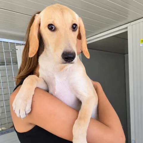 Roccina, beige female puppy Labrador Retriever for adoption at Tierschutzverein Furbys FellFreunde, Bornheim