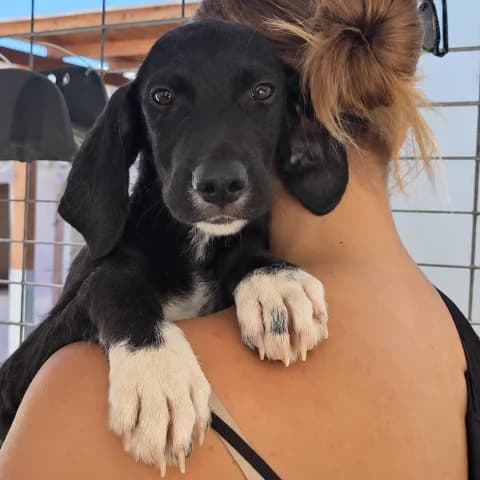 Marino, male puppy Mixed Breed for adoption at Tierschutzverein Furbys FellFreunde, Bornheim
