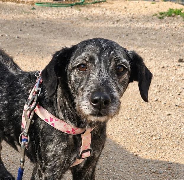 Scott, male Mixed Breed for adoption at Tierschutzverein Furbys FellFreunde, Bornheim