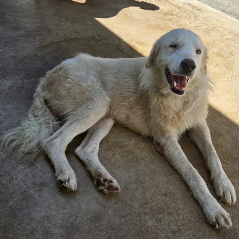 Leon, male Mixed Breed for adoption at Tierschutzverein Furbys FellFreunde, Bornheim