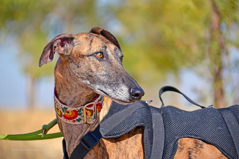 BELLA, female Mixed Breed for adoption at Tierschutzverein Galgo-Friends e.V.