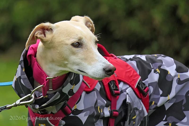 BIANKA, female Mixed Breed for adoption at Tierschutzverein Galgo-Friends e.V.