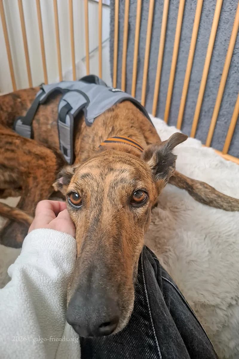 BUKI, female Mixed Breed for adoption at Tierschutzverein Galgo-Friends e.V.