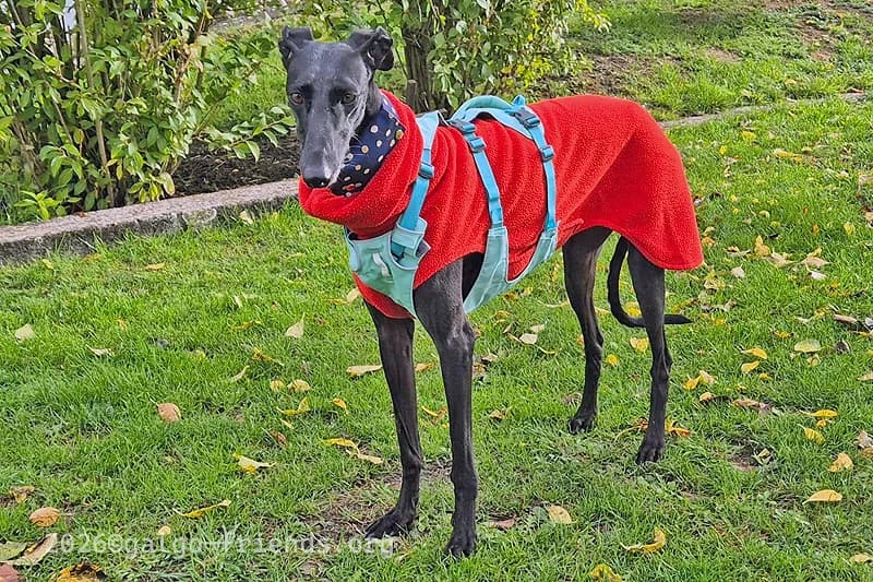 CATALINA, female Mixed Breed for adoption at Tierschutzverein Galgo-Friends e.V.