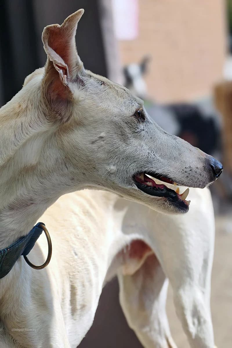 DAVID, male 5yo Mixed Breed for adoption at Tierschutzverein Galgo-Friends e.V.
