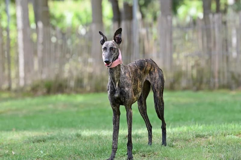 ONA, schoko female Mixed Breed for adoption at Tierschutzverein Galgo-Friends e.V.