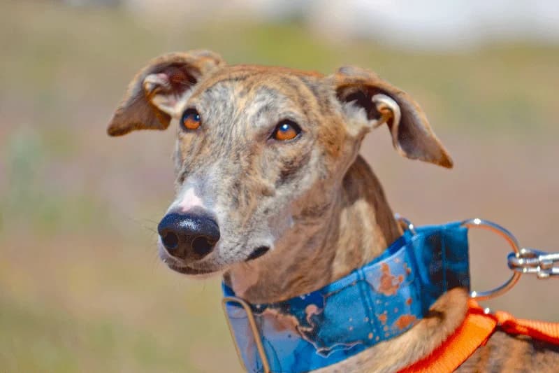 TALY, female Mixed Breed for adoption at Tierschutzverein Galgo-Friends e.V.