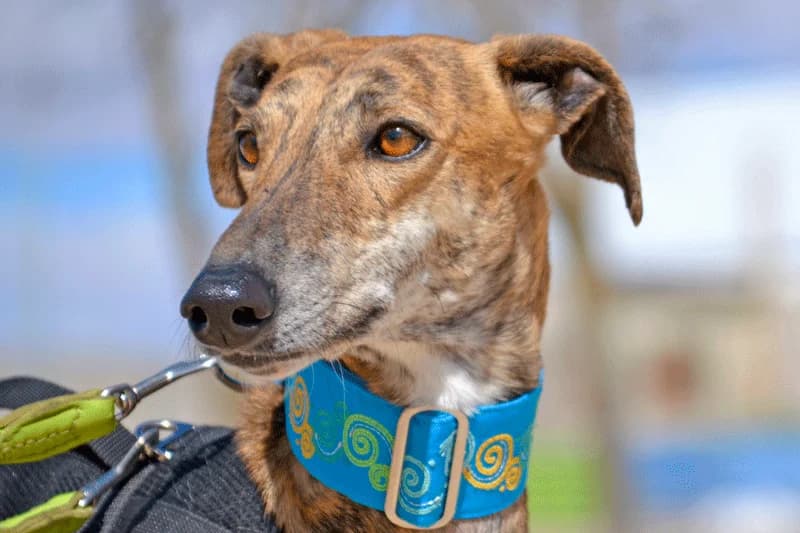 TOMMI, male Mixed Breed for adoption at Tierschutzverein Galgo-Friends e.V.