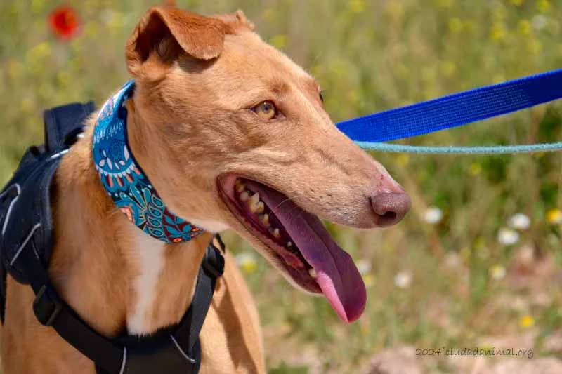 VERA, female 7yo Mixed Breed for adoption at Tierschutzverein Galgo-Friends e.V.