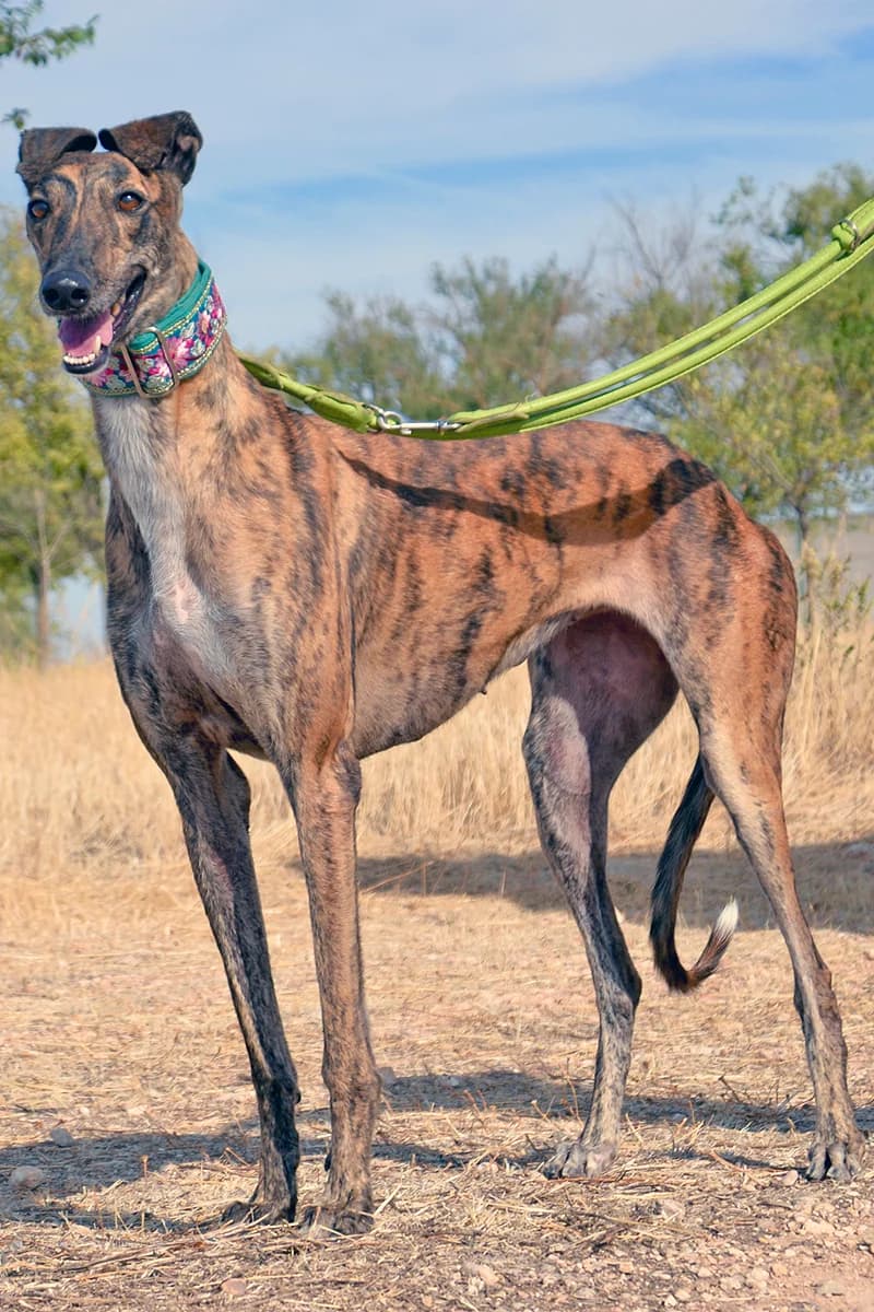 VESANA, female Mixed Breed for adoption at Tierschutzverein Galgo-Friends e.V.