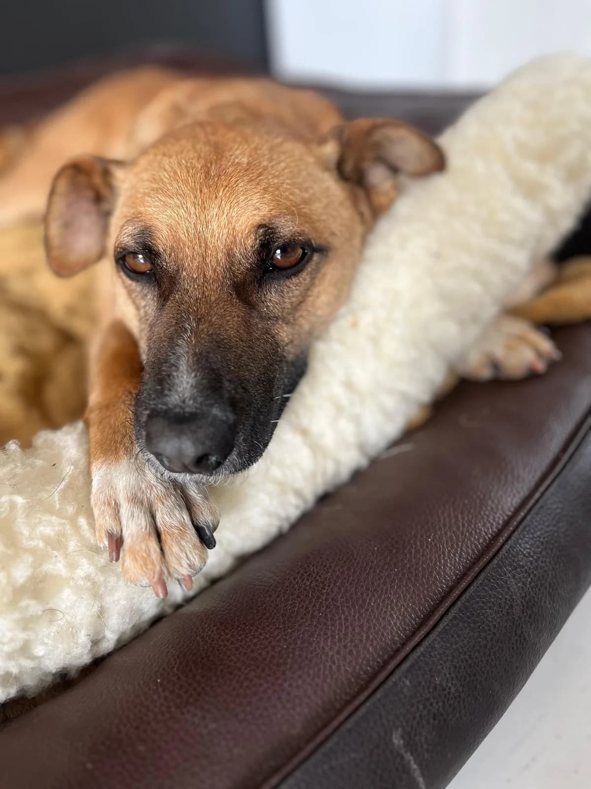 Yuma, female 6yo mixed breed for adoption at Gegen Tierelend in Ungarn e.V., Besigheim