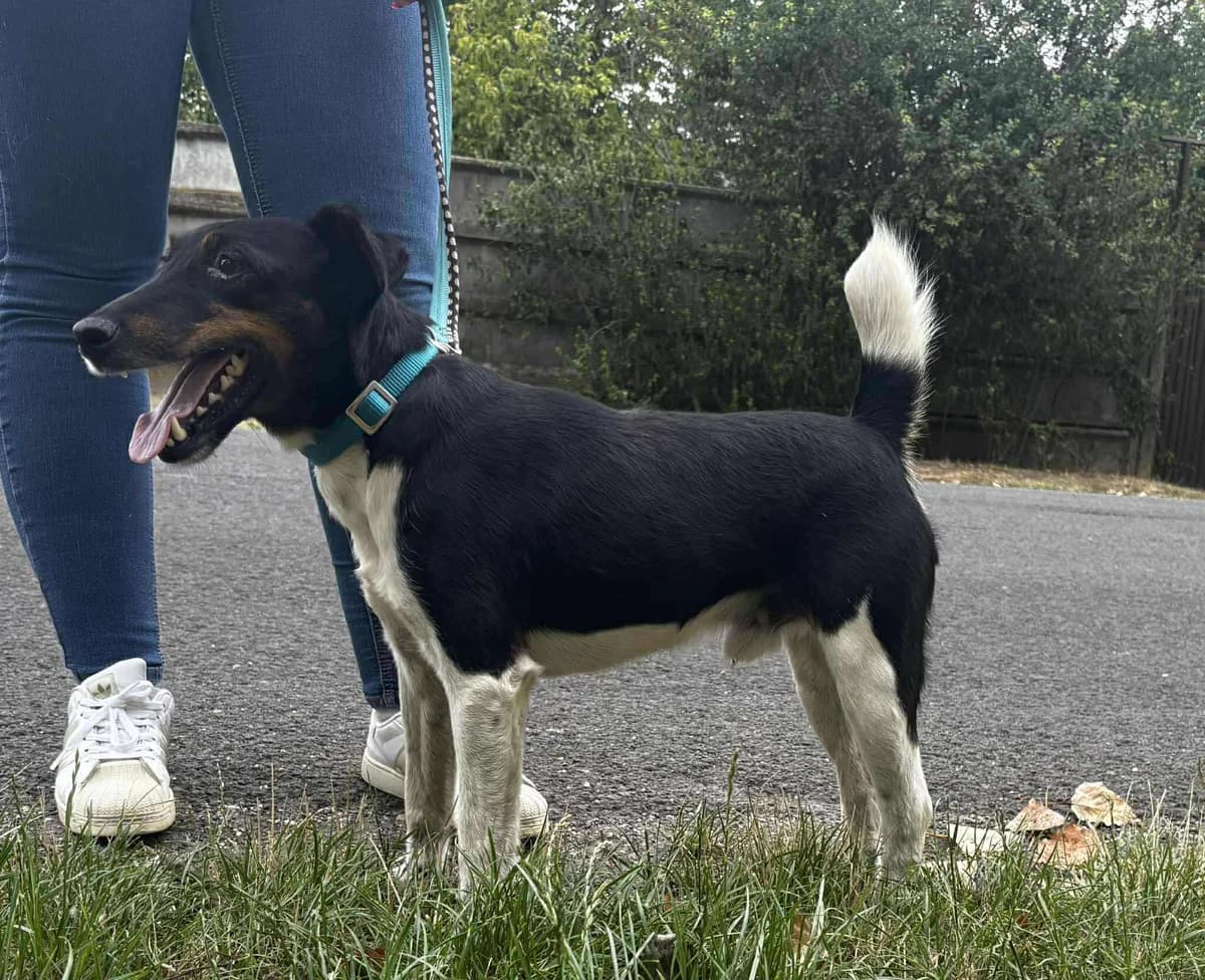Bónus, male 4yo Mixed Breed for adoption at Glück für Pfoten e.V., Dortmund